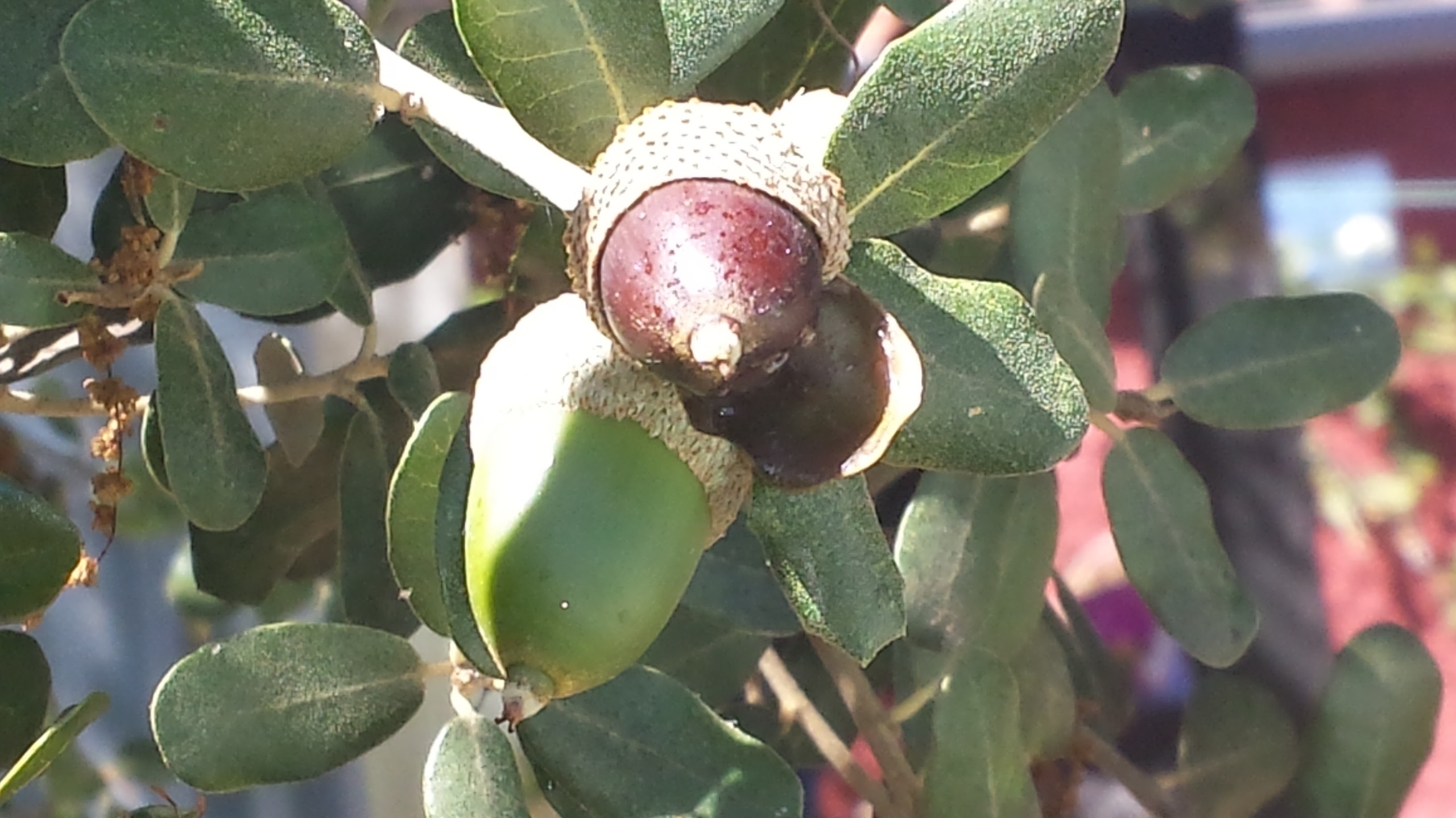 Moisés Monroy García